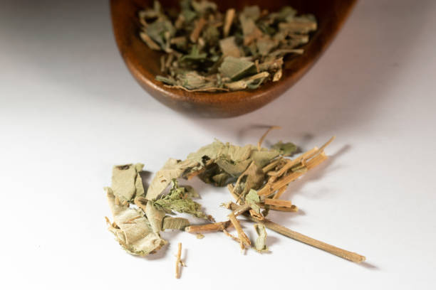 chinese medicine  Herba Lysimachiae