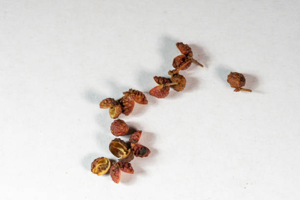 chinese medicine  Chinese prickly ash