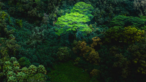Trees in the rain forest after a storm