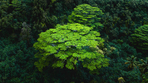 A tree in the rain forest after a storm