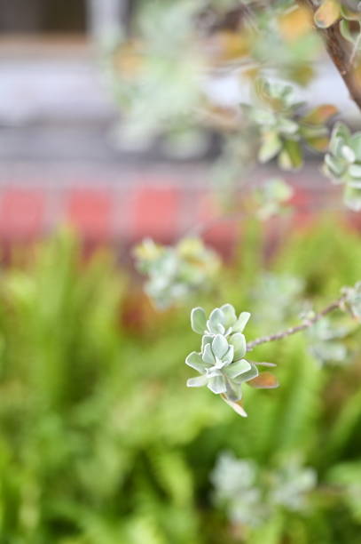 A Silver Buttonwood tree flourishes in a flowerbed against a red brick wall, its silvery leaves contrasting beautifully with the earthy tones of the bricks.