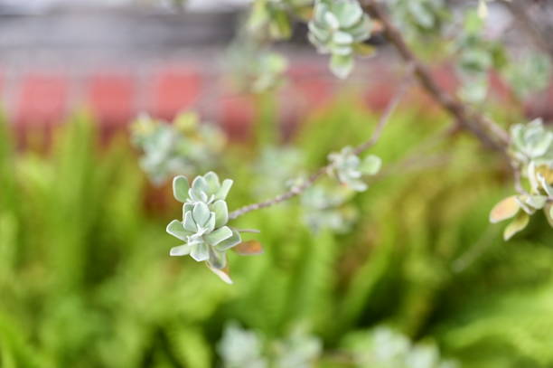 A Silver Buttonwood tree flourishes in a flowerbed against a red brick wall, its silvery leaves contrasting beautifully with the earthy tones of the bricks.
