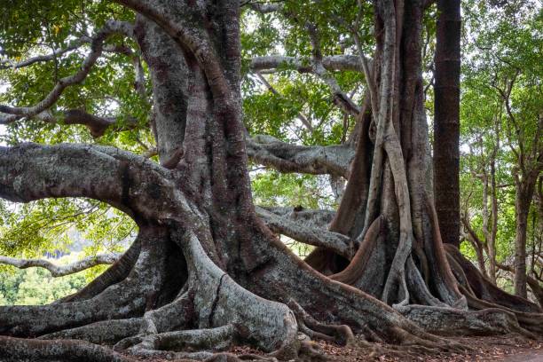 istock Moreton Bay Fig Trees, Norfolk Island, Australia 2193024060