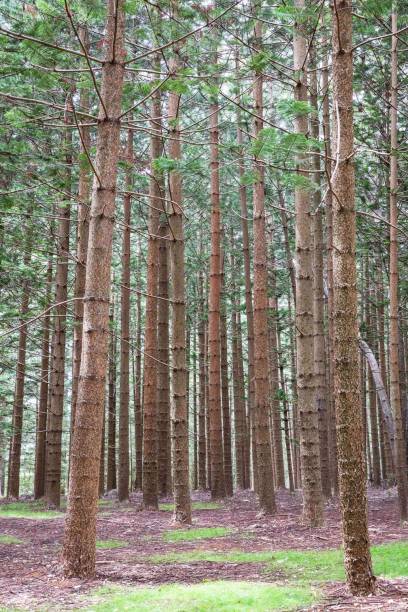 istock Norfolk Island Pines on Norfolk Island 2193024086