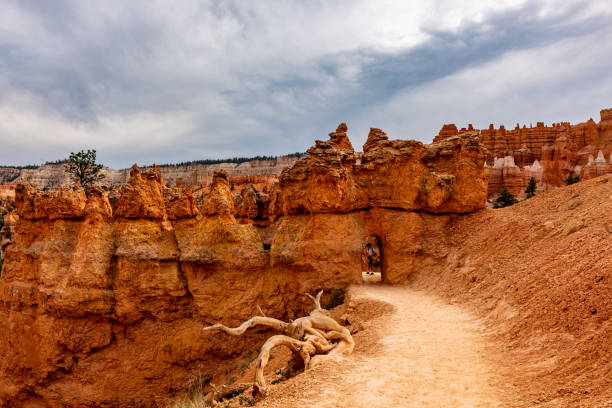 Bryce Canyon national park, Utah, USA.