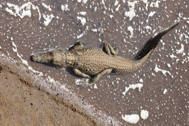 Head of a small crocodile photographed from the front