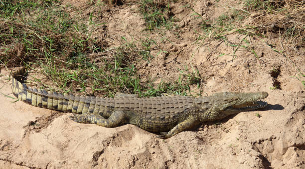 istock Nilkrokodil / Nile crocodile / Crocodylus niloticus 2193026083