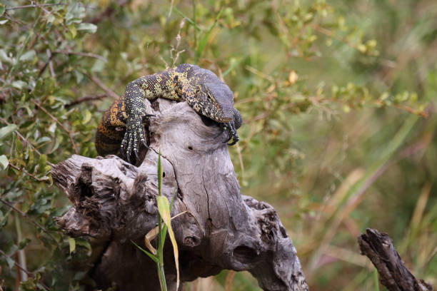 istock Nilwaran / Nile monitor / Varanus niloticus 2193026748