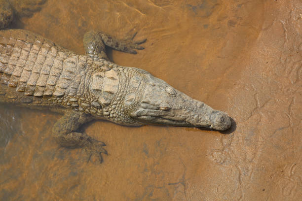 istock Nilkrokodil / Nile crocodile / Crocodylus niloticus 2193026797