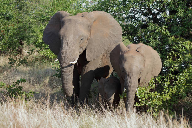 istock Afrikanischer Elefant / African elephant / Loxodonta africana 2193026857