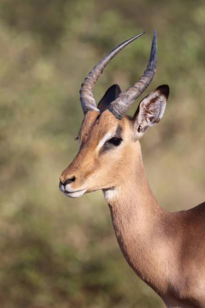 istock Schwarzfersenantilope / Impala / Aepyceros melampus 2193026901