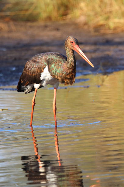 istock Schwarzstorch / Black Stork / Ciconia nigra 2193026967