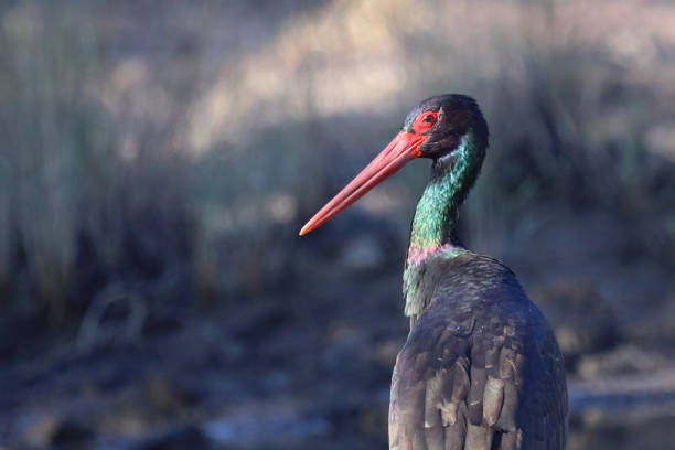 Schwarzstorch / Black Stork / Ciconia nigra