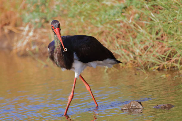 istock Schwarzstorch / Black Stork / Ciconia nigra 2193026985