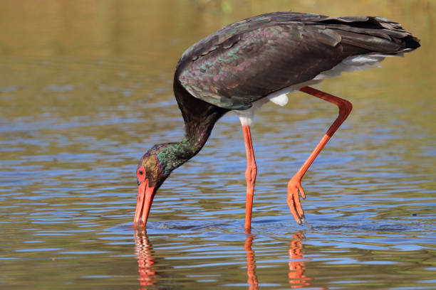 istock Schwarzstorch / Black Stork / Ciconia nigra 2193027020