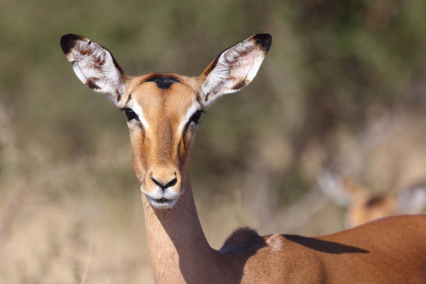 istock Schwarzfersenantilope / Impala / Aepyceros melampus 2193027080