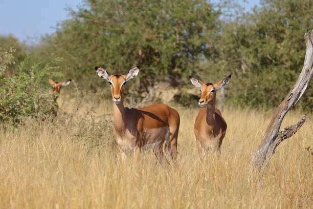 istock Schwarzfersenantilope / Impala / Aepyceros melampus 2193027082