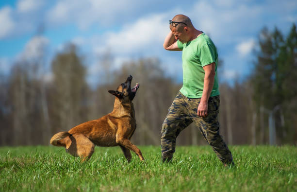 A middle-aged man plays with a young male Belgian Malinois on a summer meadow. The dog barks at the man. Prey drive. Sports training.