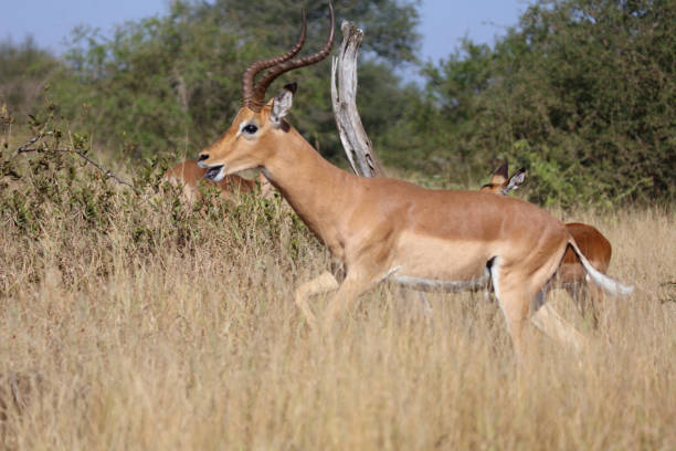 istock Schwarzfersenantilope / Impala / Aepyceros melampus 2193027122