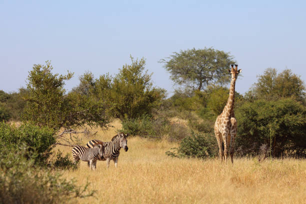 istock Giraffe und Steppenzebra / Giraffe and Burchell's zebra / Giraffa camelopardalis et Equus burchellii 2193027147