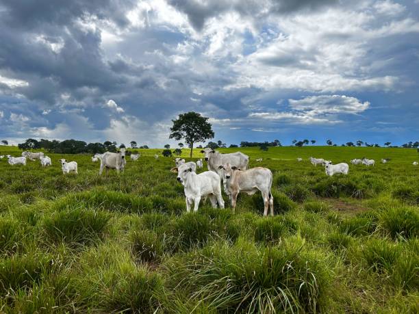 istock Herd of Cows and calves  animals on high intensive grass system project Cattle - Panicum maximum cv Massai . Livestock ranch 2193027222