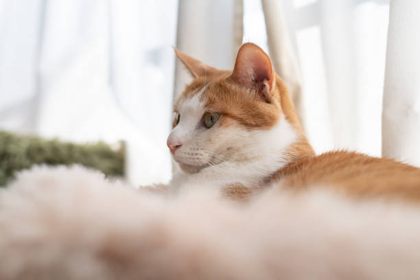istock Cute cat relaxing by the window 2193027244