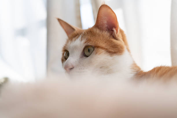 istock Cute cat relaxing by the window 2193027248