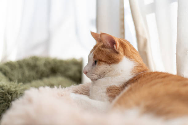 istock Cute cat relaxing by the window 2193027266