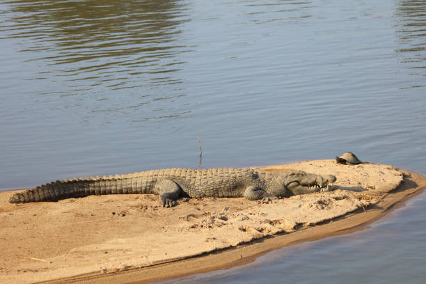 istock Nilkrokodil / Nile crocodile / Crocodylus niloticus 2193027397