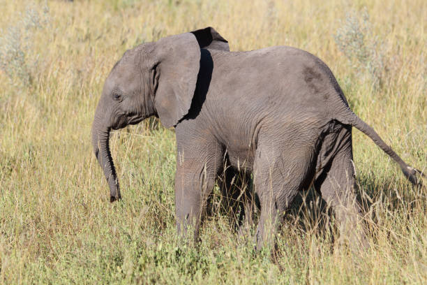 The African bush elephant, Loxodonta africana, also known as the African savanna elephant. Kruger Park Big five Safari
