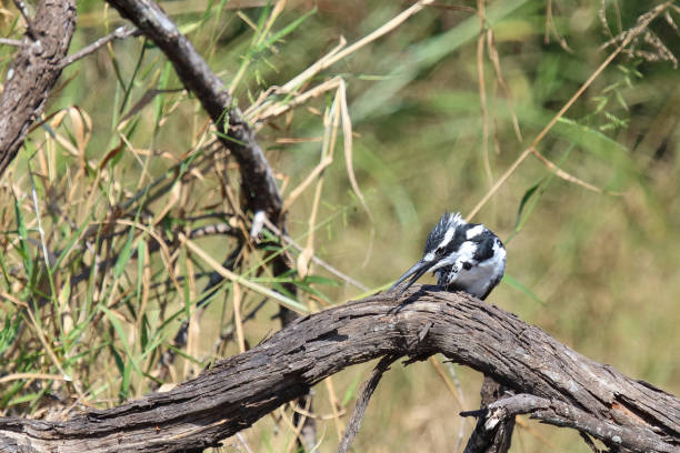 Graufischer / Pied kingfisher / Ceryle rudis