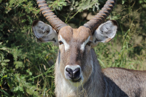 istock Wasserbock / Waterbuck / Kobus ellipsiprymnus 2193027713