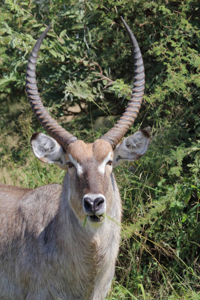 istock Wasserbock / Waterbuck / Kobus ellipsiprymnus 2193027719