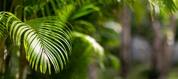 closeup nature view of palm tree green leaf background. Horizontal long banner for web design with copy space