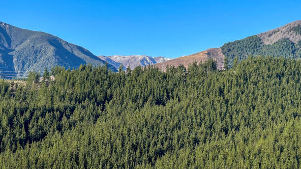 Hills covered in pine forest in the Nelson Lakes area