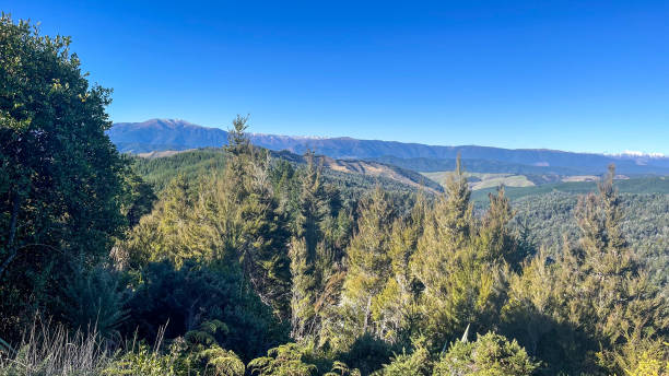 istock Hills covered in pine forest in the Nelson Lakes area 2193030993