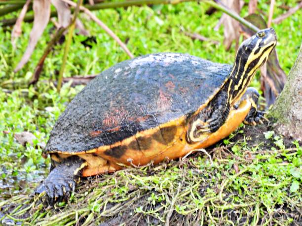 istock Florida Red-bellied Cooter (Pseudemys rubriventris) - resting in the grass 2193031320