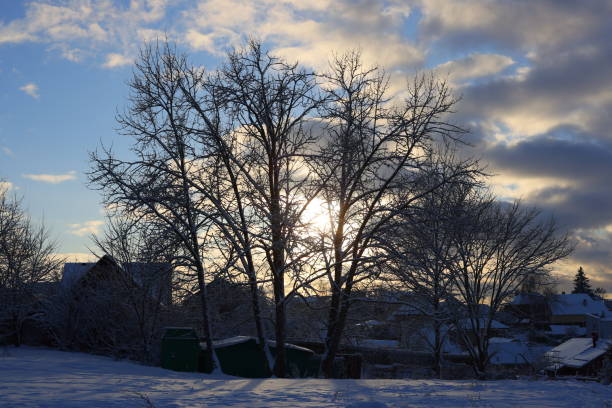 A serene winter scene showcasing beautifully silhouetted trees standing proudly against a vibrant, bright sky