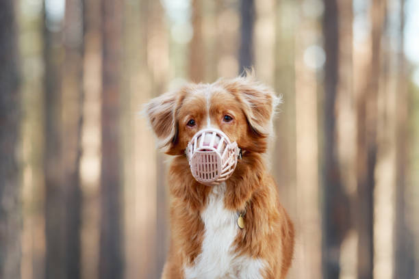 istock Viszla holding a rope toy in the forest 2193035892