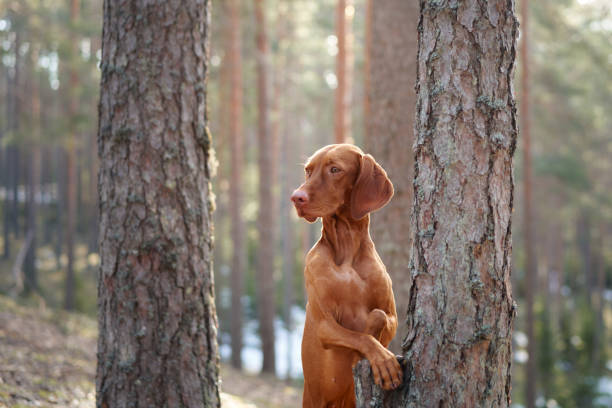 istock Viszla standing near tree trunk in woods 2193035897
