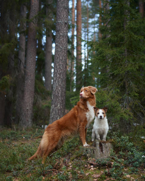 istock Viszla and Jack Russell on a forest trail 2193035926