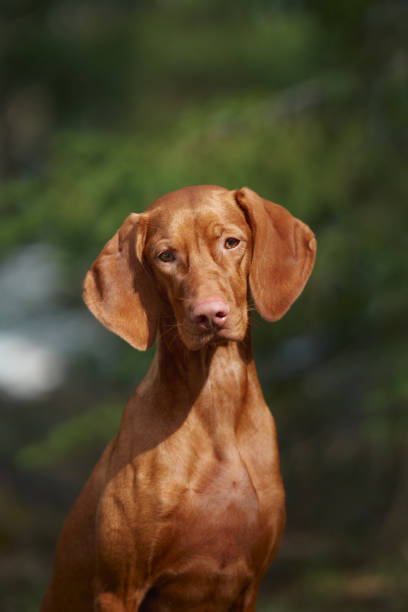 A close-up portrait of a Viszla dog with soft forest light highlighting its features. The calm and focused expression reflects the dog's connection to nature.