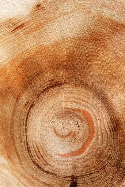 istock Slice of wood timber with juniper tree rings, natural geometric pattern, abstract nature background. Natural wooden organic textures and shapes, monochrome brown beige gradient, vertical format 2193037169
