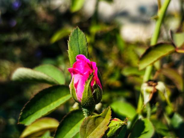 istock photo of pink rose buds 2193039116