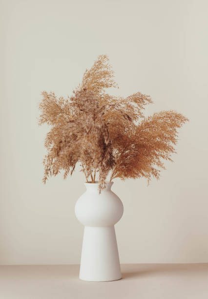 istock Pampas grass. Dried flowers 2193039169