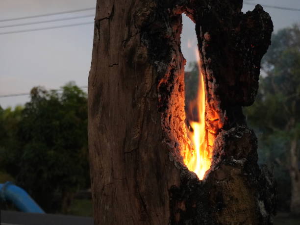 fire burns the tip of a rotten tree