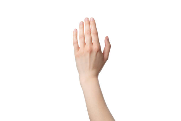istock PNG,female hand, isolated on white background 2193039649