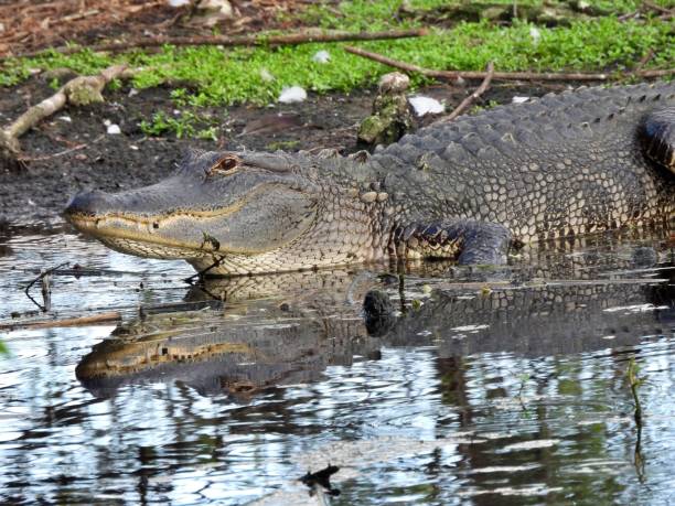 istock American Alligator (Alligator mississippiensis) -  resting at water's edge 2193040226