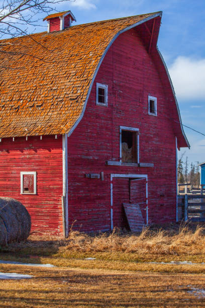 Discover the picturesque beauty of Alberta’s countryside with rustic red barns set against vibrant autumn foliage. This serene rural landscape features golden fields, rolling hills, and the charm of weathered wood structures, creating a tranquil scene perfect for showcasing the Canadian prairies during harvest season. Capturing the essence of fall, this image highlights the cozy, historic allure of Alberta’s farms with crisp air and stunning seasonal colors.