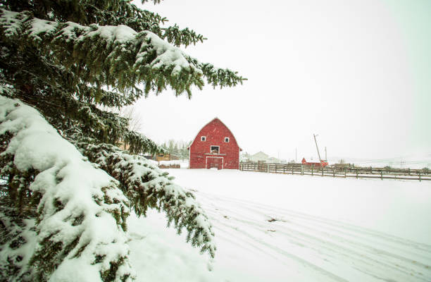 istock Rustic Barn in Alberta on a Snowy Winter’s Day 2193040717